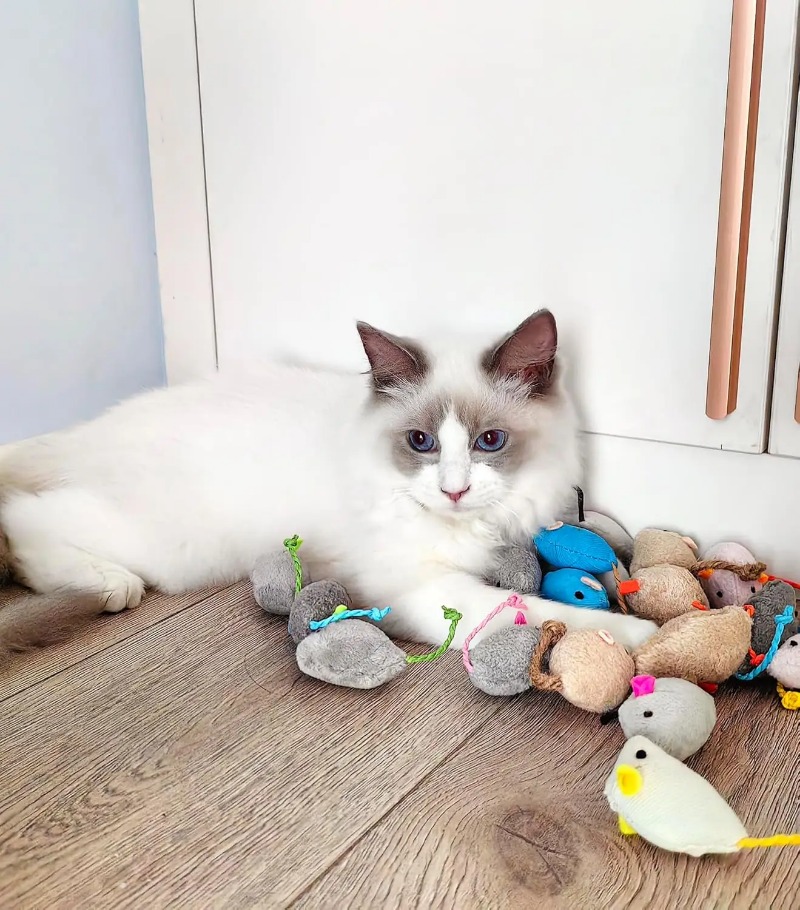 3/200pcs Rattle Cat Mouse Toys - Catnip Toys review and price